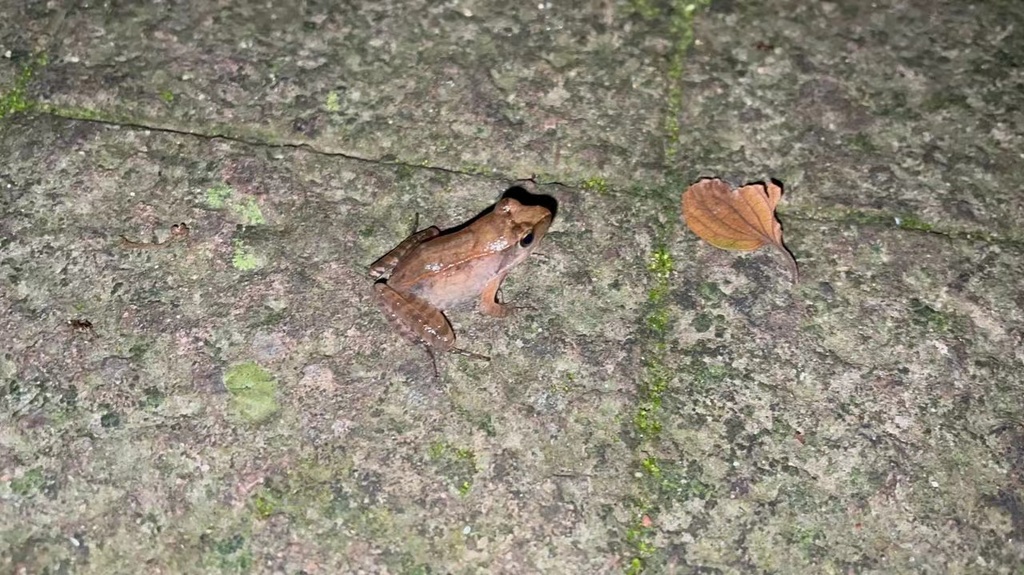 Zhenhai Brown Frog From On August At Am By Pintsen Jin Inaturalist