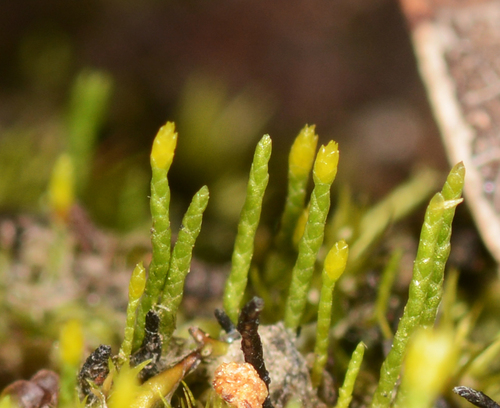 Eccremidium