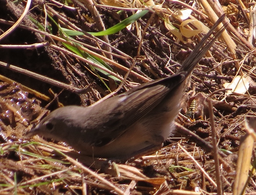 Eastern Subalpine Warbler from Delphi 330 54, Greece on July 28, 2014 ...