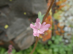 Lithophragma parviflorum