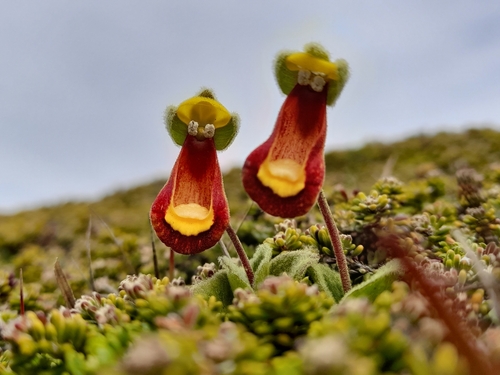 Image of Calceolaria fothergillii by (c) Flavien Saboureau, some rights reserved (CC BY)