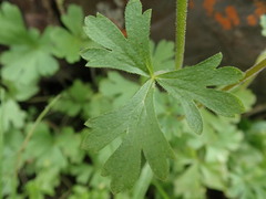 Lithophragma parviflorum
