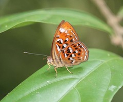 Taxila haquinus