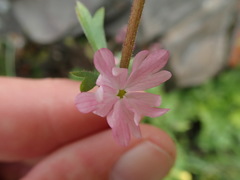 Lithophragma parviflorum