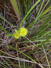 Sparganium subglobosum