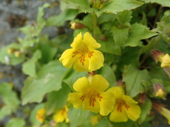 Erythranthe floribunda