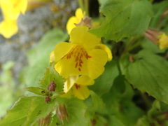 Erythranthe floribunda