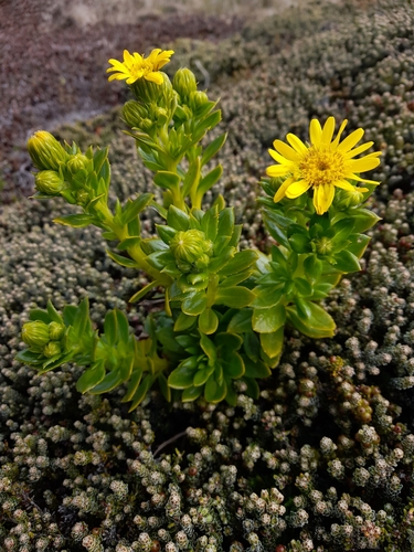 Image of Senecio vaginatus by (c) Flavien Saboureau, some rights reserved (CC BY)