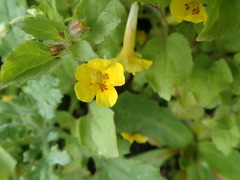 Erythranthe floribunda