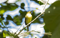 Ochre-Lored Flatbill photo 3