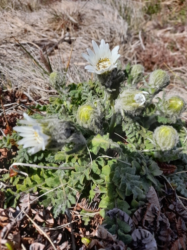 Image of Leucheria suaveolens by (c) Flavien Saboureau, some rights reserved (CC BY)