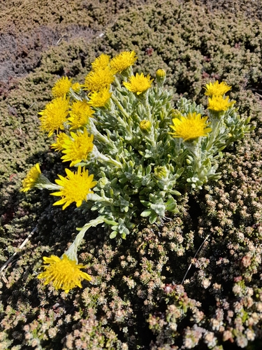 Image of Senecio falklandicus by (c) Flavien Saboureau, some rights reserved (CC BY)