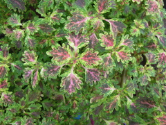 Coleus scutellarioides