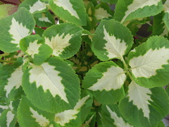 Coleus scutellarioides