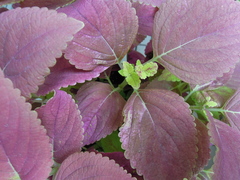 Coleus scutellarioides