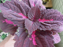 Coleus scutellarioides