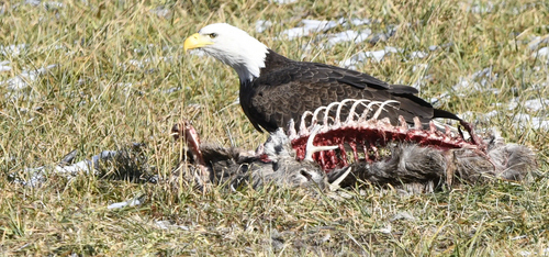 Bald Eagle photographed in West Virginia