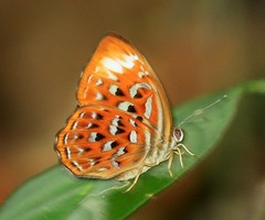 Taxila haquinus