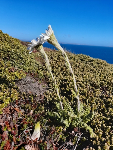 Image of Leucheria suaveolens by (c) Flavien Saboureau, some rights reserved (CC BY)