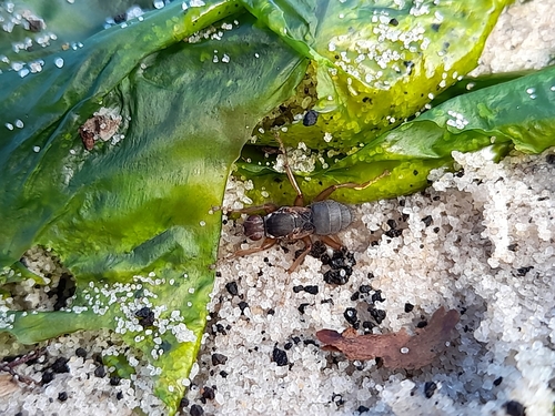 Paractora moseleyi