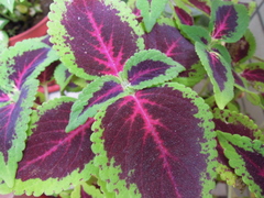 Coleus scutellarioides