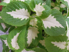 Coleus scutellarioides