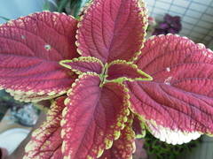 Coleus scutellarioides