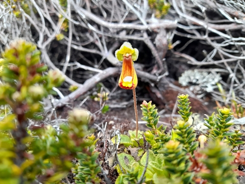 Image of Calceolaria fothergillii by (c) Flavien Saboureau, some rights reserved (CC BY)