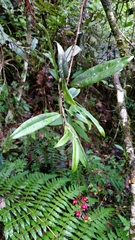 Ochnaceae