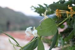 Lonicera japonica