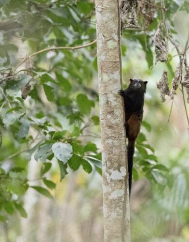 Weddell's Saddle-back Tamarin