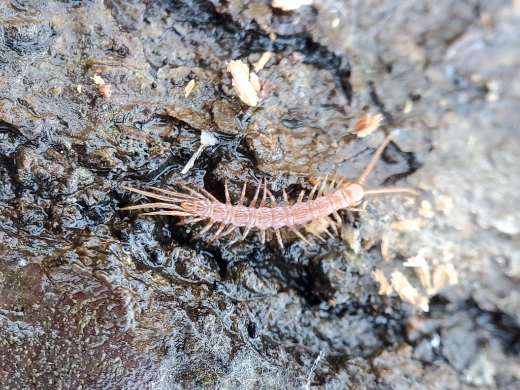 Brown Centipede from Spencerville, MD 20868, USA on December 12, 2023 ...