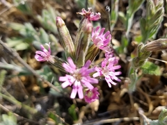 Silene scouleri