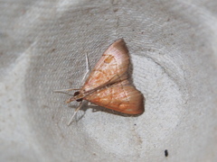 Hemiscopis sanguinea