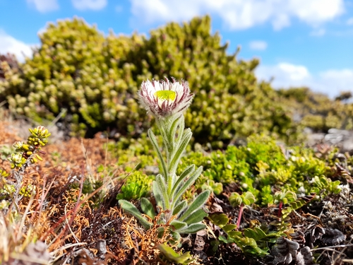 Hairy daisy (Erigeron incertus)