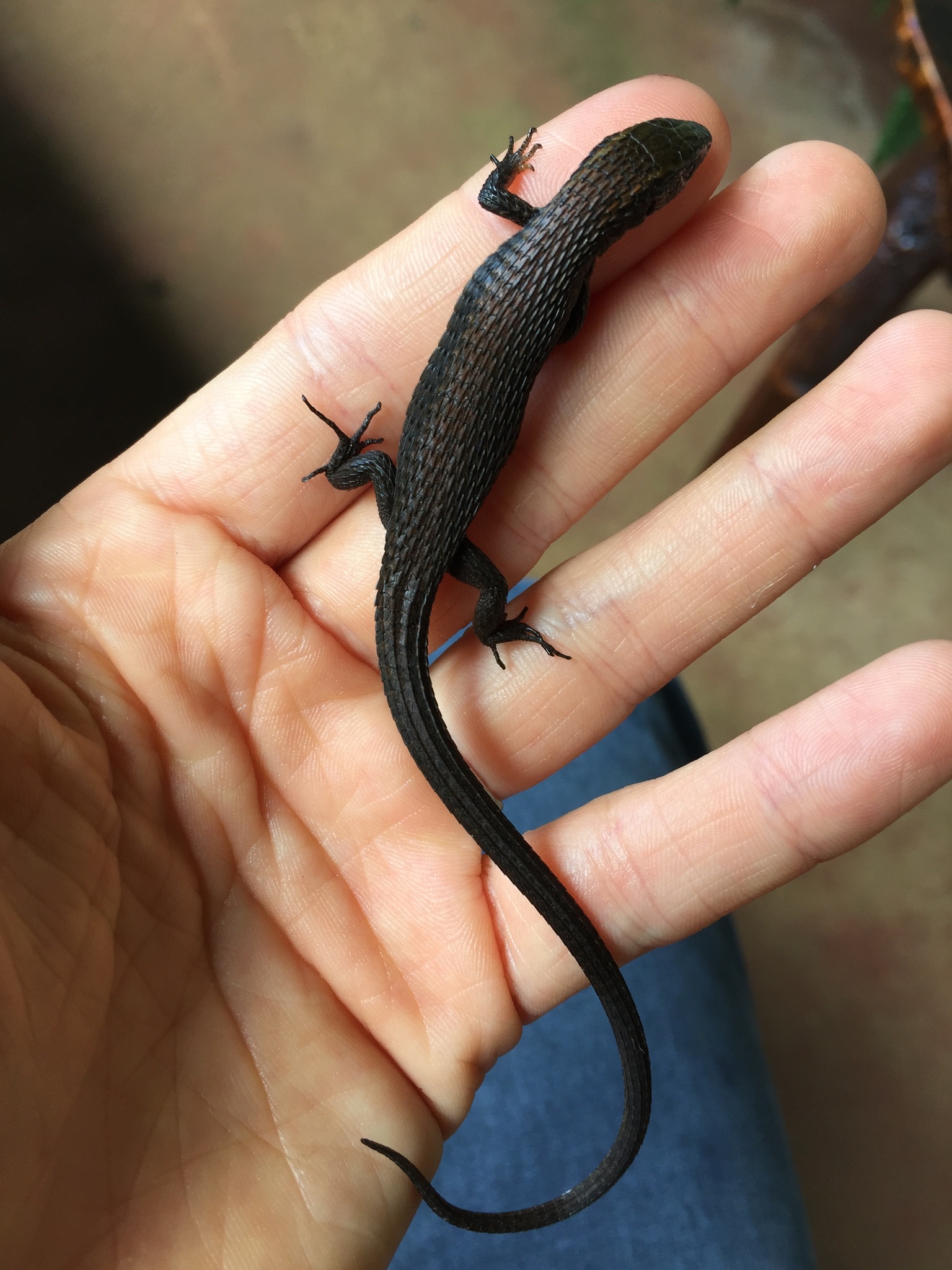 Alopoglossus image