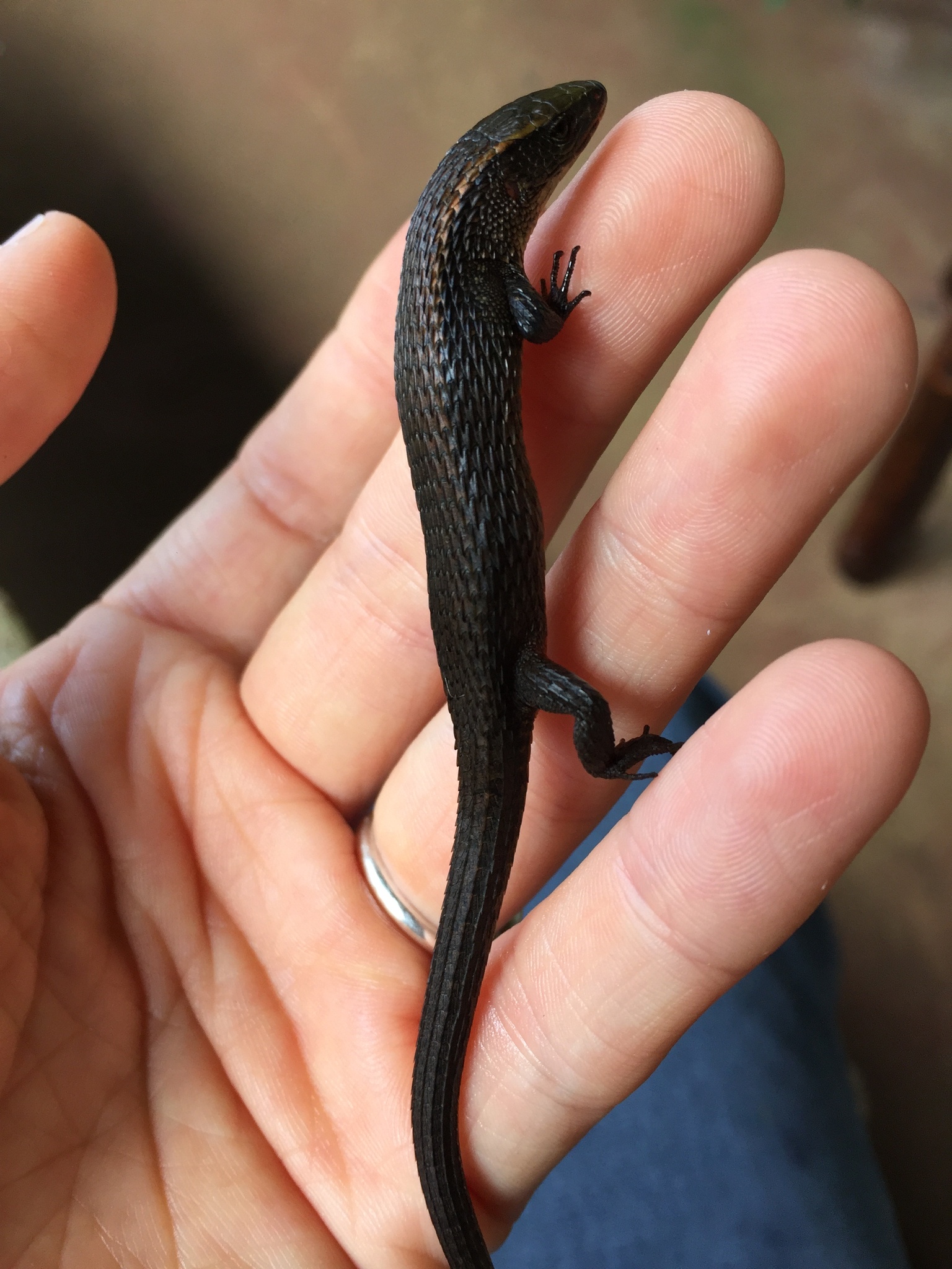 Alopoglossus image