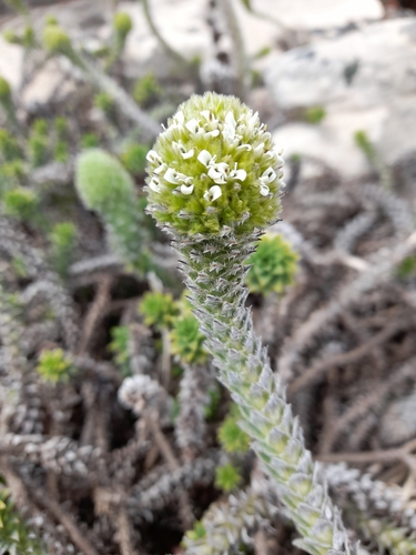 Image of Nassauvia serpens by (c) Flavien Saboureau, some rights reserved (CC BY)