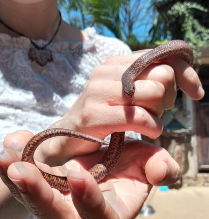 Stenorrhina degenhardtii image