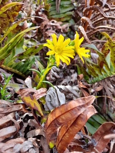 Image of Senecio vaginatus by (c) Flavien Saboureau, some rights reserved (CC BY)