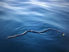 Hydrophis platurus