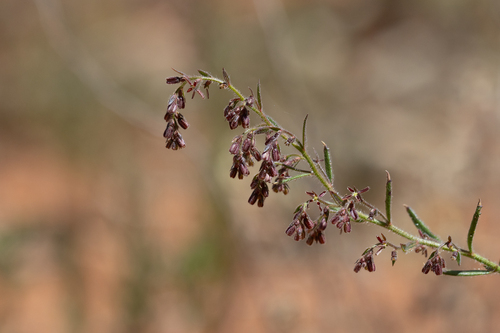 Gonocarpus elatus (Gonocarpus elatus)