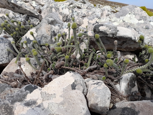 Image of Nassauvia serpens by (c) Flavien Saboureau, some rights reserved (CC BY)