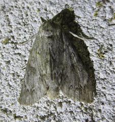Acronicta americana