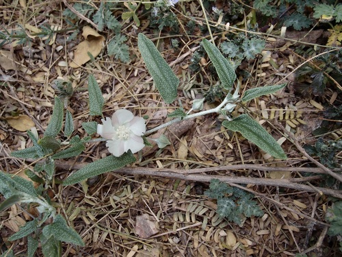 Image of Malvella sagittifolia by (c) Sue Carnahan, some rights reserved (CC BY)