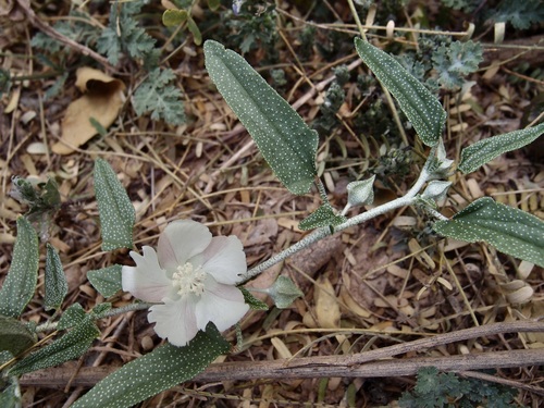 Image of Malvella sagittifolia by (c) Sue Carnahan, some rights reserved (CC BY)