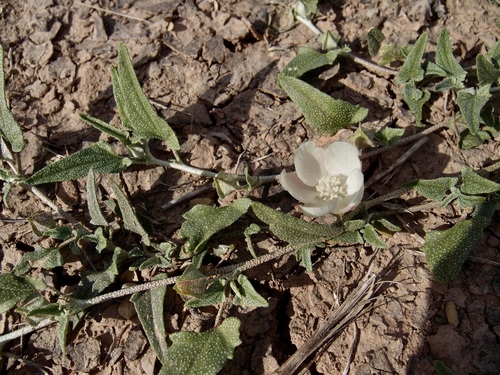Arrowleaf Mallow (Malvella sagittifolia)