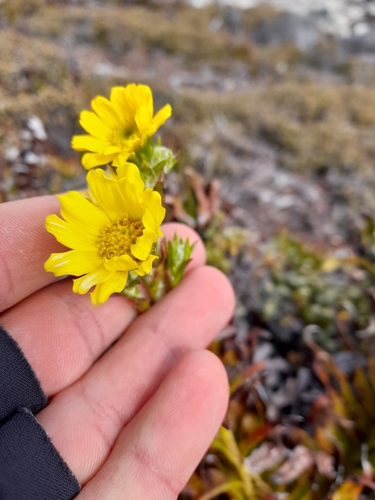Image of Senecio vaginatus by (c) Flavien Saboureau, some rights reserved (CC BY)
