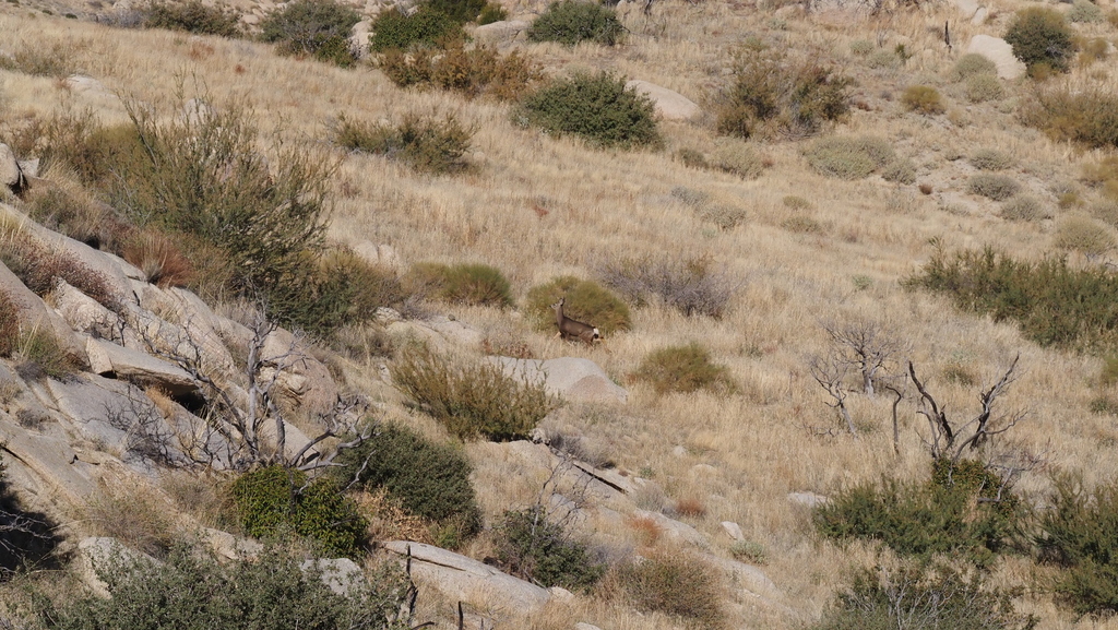 Southern Mule Deer from San Diego County, CA, USA on December 12, 2023 ...