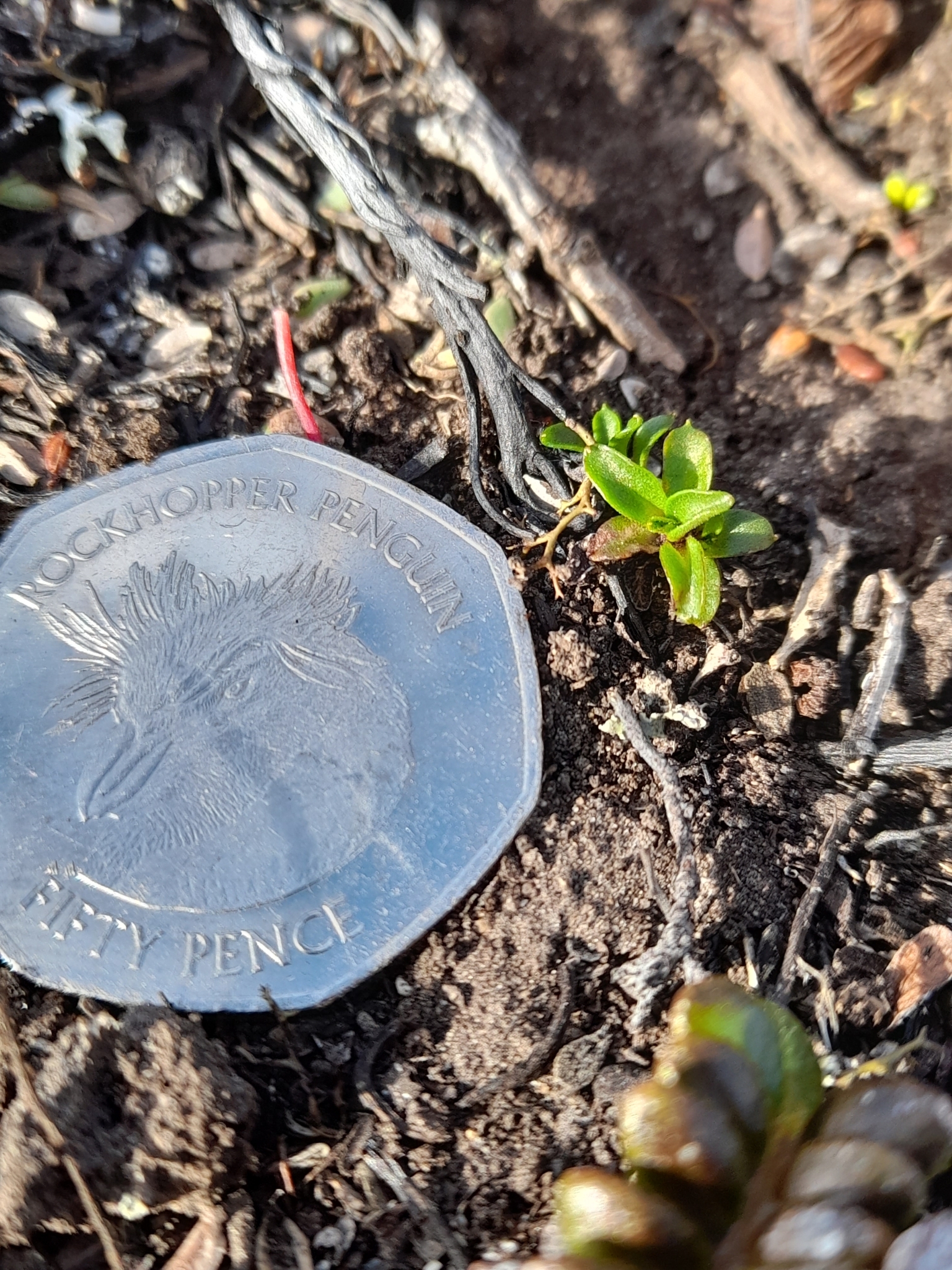 Antarctic Cudweed (Gamochaeta antarctica)